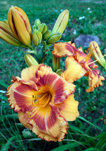 Orange and yellow daylily in a garden.