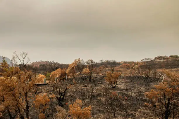 Australian bushfires aftermath: scorched earth after the grassfire and leaves which became orange because of extremely high temperature
