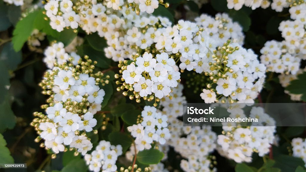Mevrouw mist Fascineren Bloeiende Struik Met Witte Bloemen Genaamd Spiraea Vanhouttei Ook Wel Bruidskrans Struik Bloemenachtergrond Van Uiterst Kleine Witte Bloesems Met Gele Middenen En Kleine Gele Knoppen Stockfoto en meer beelden van Achtergrond - Mevrouw mist Fascineren Bloeiende Struik Met Witte Bloemen Genaamd Spiraea Vanhouttei Ook Wel Bruidskrans Struik Bloemenachtergrond Van Uiterst Kleine Witte Bloesems Met Gele Middenen En Kleine Gele Knoppen Stockfoto en meer beelden van Achtergrond -