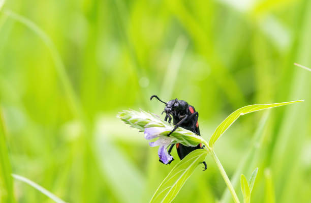 Blister beetle hanging on wild flower stock photo
