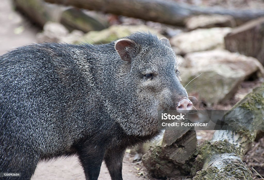 Collared Peccary Close up of a Collared Peccary Animal Body Part Stock Photo