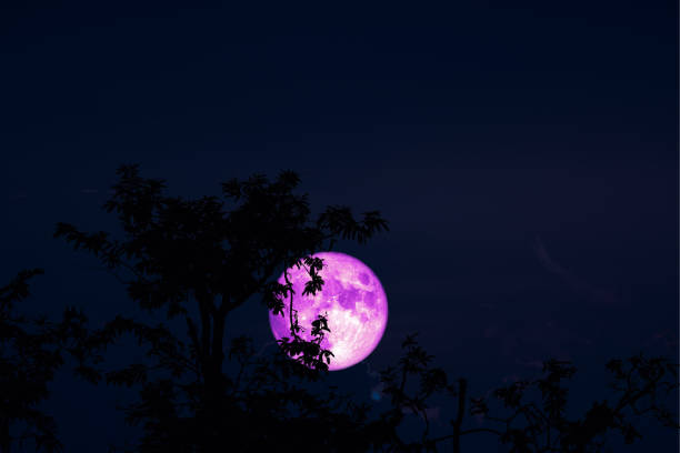 istock pink Full Hunger Moon on night sky back silhouette tree and cloud 1200926857