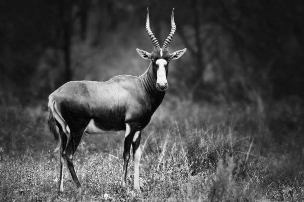 istock Blesbok, Damaliscus pygargus phillipsi, or blesbuck male black and white 1200927068