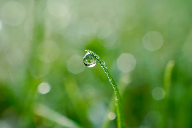 istock raindrop on the green grass in rainy days, green and bright background 1200927445