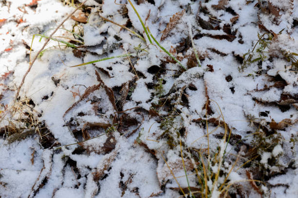 istock Frost on grass and leaves in nature 1200927695