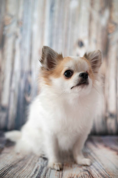 istock little chihuahua 1200928670
