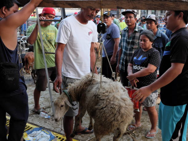 asiatische viehmarktszene. ziegen zum verkauf auf dem viehauktionsmarkt in padre garcia, batangas, philippinen - livestock market stock-fotos und bilder