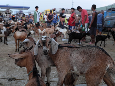 Kolkata, West Bengal, India - 11th August 2019 : Goats are being sold in market during \