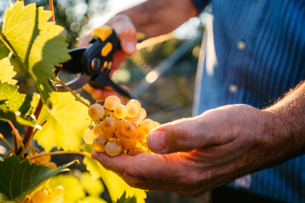 zbiory winogron w winnicy - senior adult caucasian farmer grape harvesting zdjęcia i obrazy z banku zdjęć