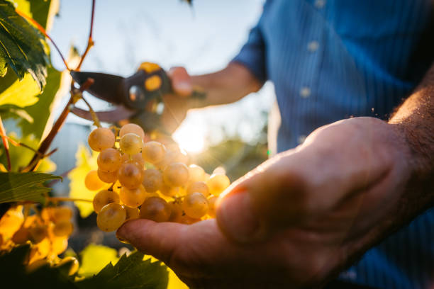 zbiory winogron w winnicy - senior adult caucasian farmer grape harvesting zdjęcia i obrazy z banku zdjęć