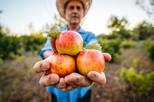 Senior Caucasian man harvesting apples in orchard.