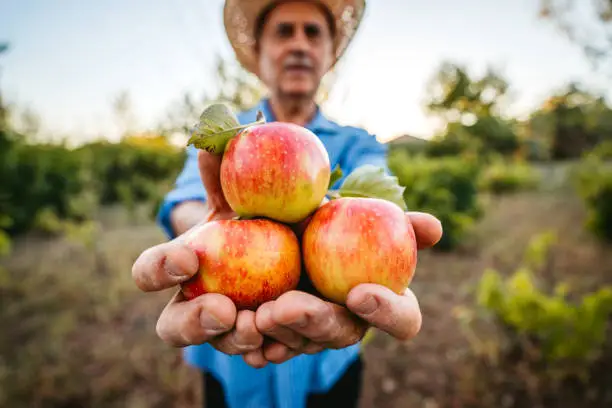 Photo of Senior man harvesting apples