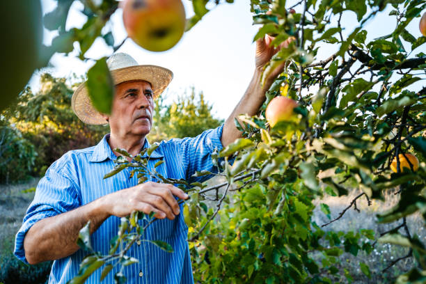 istock Senior man harvesting apples 1200929432