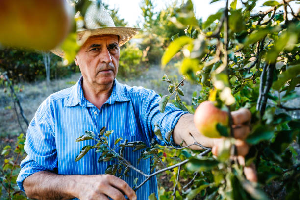 istock Senior man harvesting apples 1200929461