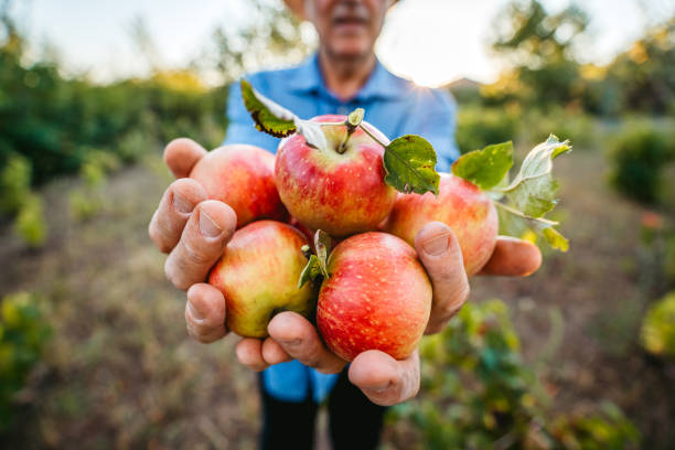 istock Senior man harvesting apples 1200929973