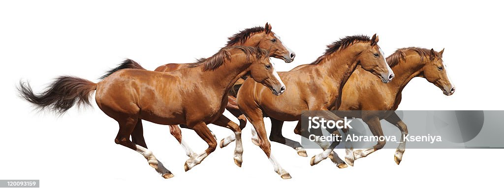 Four sorrel stallion gallop Four sorrel horses gallop - isolated on white Horse Stock Photo