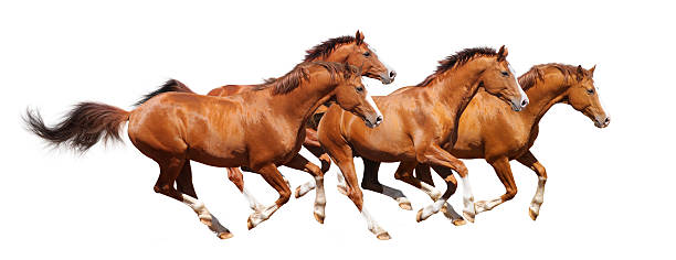 Four sorrel stallion gallop Four sorrel horses gallop - isolated on white gallop animal gait stock pictures, royalty-free photos & images