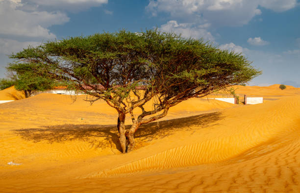 istock nature has taken over 1200931645