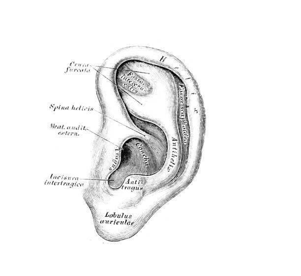 The illustration of the auricle in the old book die Descriptive Anatomie, by C. Heitzmann, 1870, Wien The illustration of the auricle in the old book die Descriptive Anatomie, by C. Heitzmann, 1870, Wien anatomie stock illustrations