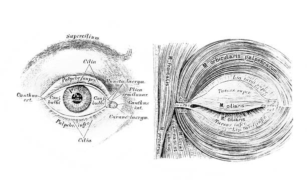 The illustration of the eye and muscles of the eyelid cleft in the old book die Descriptive Anatomie, by C. Heitzmann, 1870, Wien The illustration of the eye and muscles of the eyelid cleft in the old book die Descriptive Anatomie, by C. Heitzmann, 1870, Wien anatomie stock illustrations