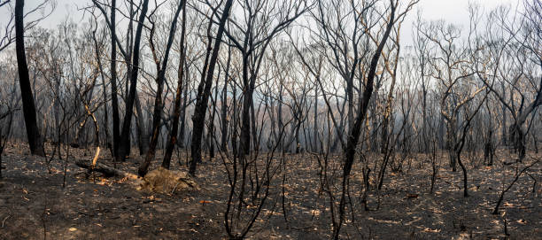 istock Australian bushfires aftermath: burnt eucalyptus trees damaged by the fire. Panoramic shot 1200932292
