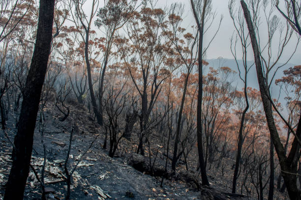 istock Australian bushfires aftermath: burnt eucalyptus trees damaged by the fire 1200932458