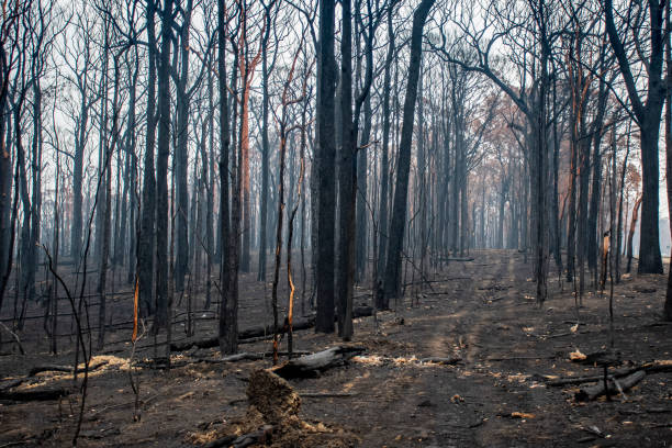 istock Australian bushfires aftermath: burnt eucalyptus trees damaged by the fire 1200932603