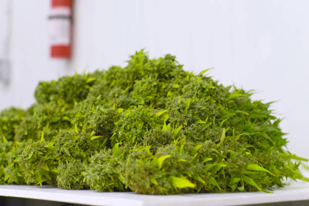 istock Folding raw freshly picked cannabis inflorescences for drying. Cooking marijuana for medical purposes. 1200933166