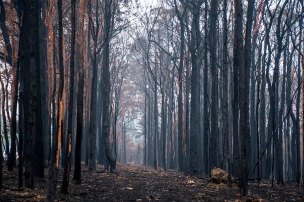 istock Australian bushfires aftermath: burnt eucalyptus trees damaged by the fire 1200933169