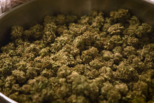 istock Marijuana in the pan. Cannabis inflorescences in pot in a laboratory. 1200933204