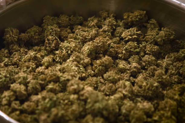 istock Marijuana in the pan. Cannabis inflorescences in pot in a laboratory. 1200933205