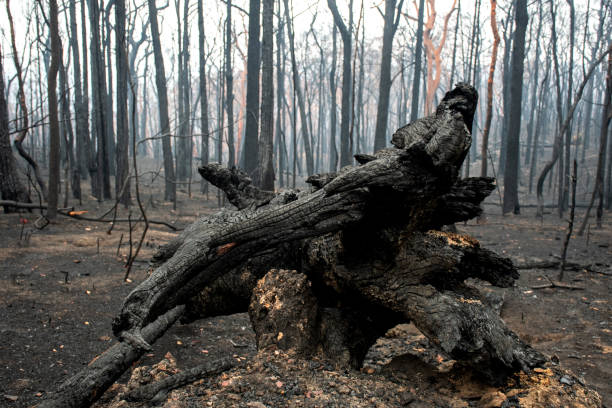 istock Australian bushfires aftermath: burnt eucalyptus trees damaged by the fire 1200933236