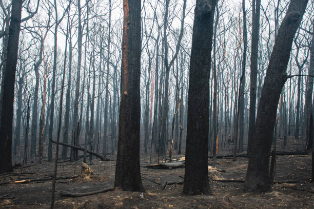 istock Australian bushfires aftermath: burnt eucalyptus trees damaged by the fire 1200933288