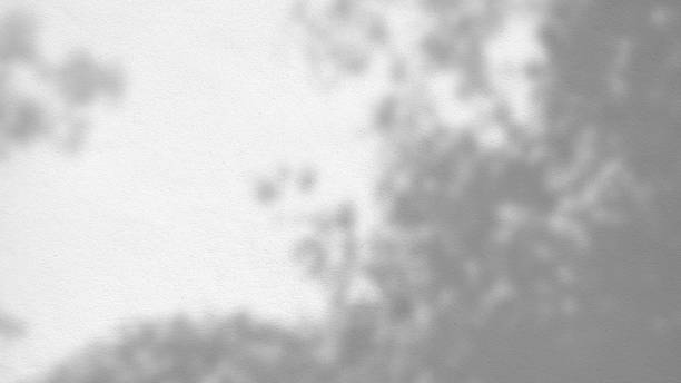 istock abstract background texture of shadows leaves on a concrete wall 1200933325
