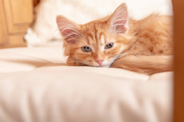 istock Red striped kitten. Small kitten looks at the camera with half-closed eyes 1200933597