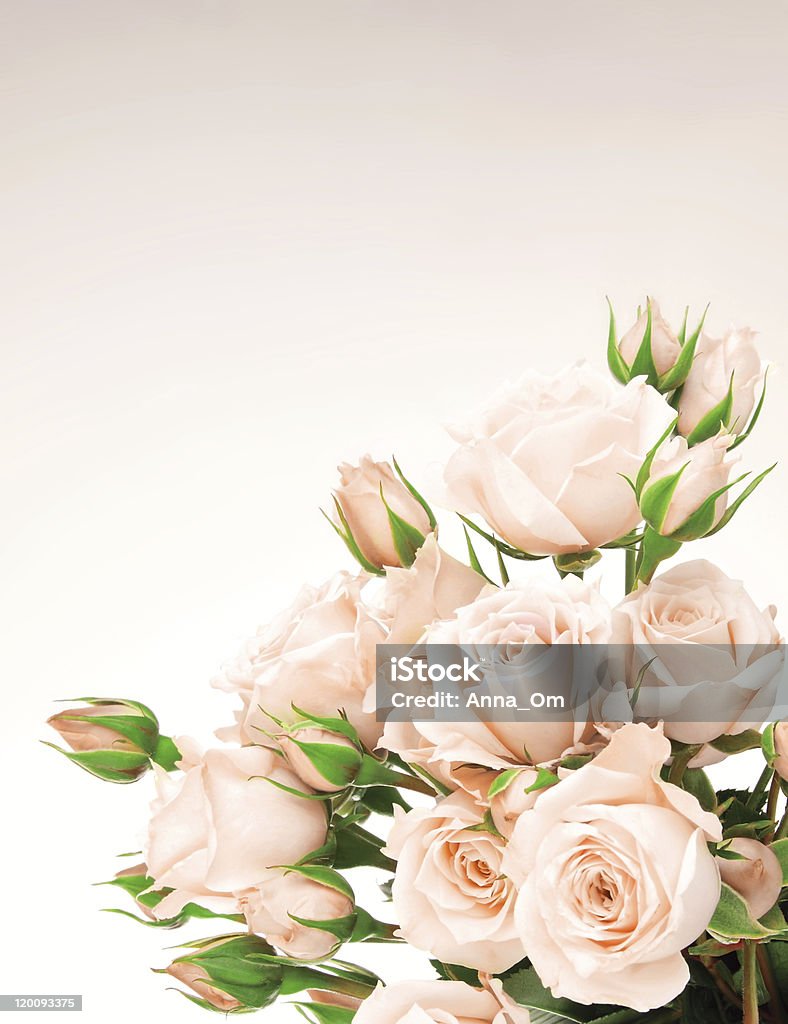 Close-up of pale pink rose bouquet on pale background Fresh pink roses border, beautiful isolated flowers Beauty Stock Photo