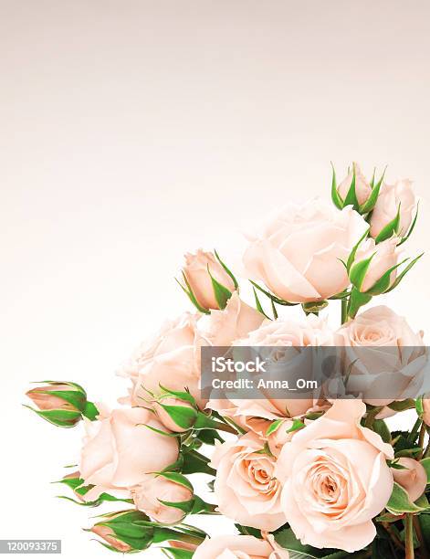 Closeup Of Pale Pink Rose Bouquet On Pale Background Stock Photo - Download Image Now