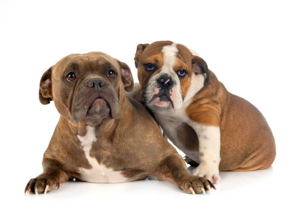 istock american bullies 1200933906
