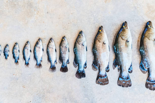 In a row, fish of different sizes. Stages of fish growth.