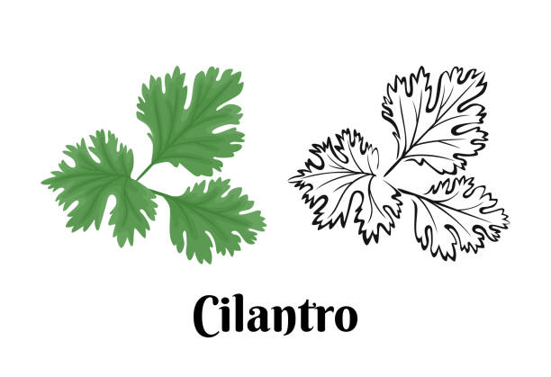 シラントロは白い背景に隔離された。漫画のフラットスタイルと黒と白のアウトラインで香りの緑のハーブのベクトル色のイラスト。野菜のアイコン。 - parsley点のイラスト素材／クリップアート素材／マンガ素材／アイコン素材