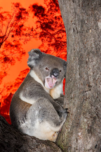 istock yelling crying koala in australia bush fire 1200937092