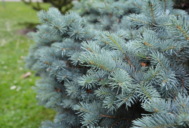Colorado blue spruce branches as a textured background. Blue spruce, Colorado spruce or Colorado blue spruce, with the scientific name Picea pungens Colorado blue spruce branches as a textured background. Blue spruce, Colorado spruce or Colorado blue spruce, with the scientific name Picea pungens picea pungens stock pictures, royalty-free photos & images