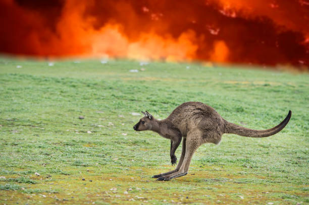 호주 산불에서 탈출하는 캥거루 - kangaroo outback australia sunset 뉴스 사진 이미지