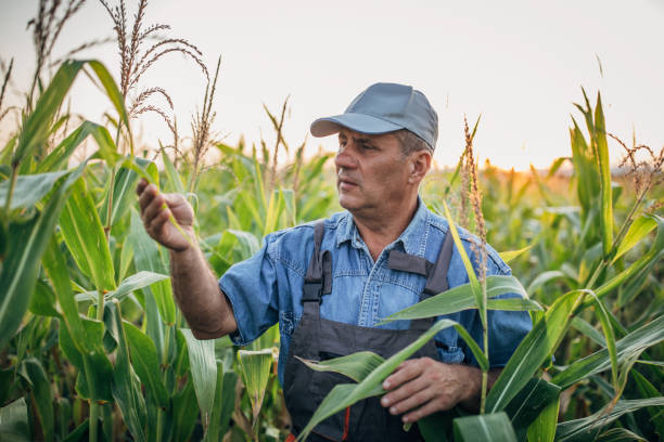 istock Old farmer with hat examining quality of corn 1200938739