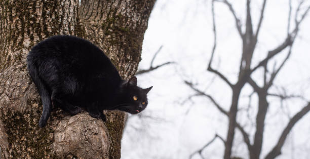 chat noir sur l'arbre - white black tree fog photos et images de collection