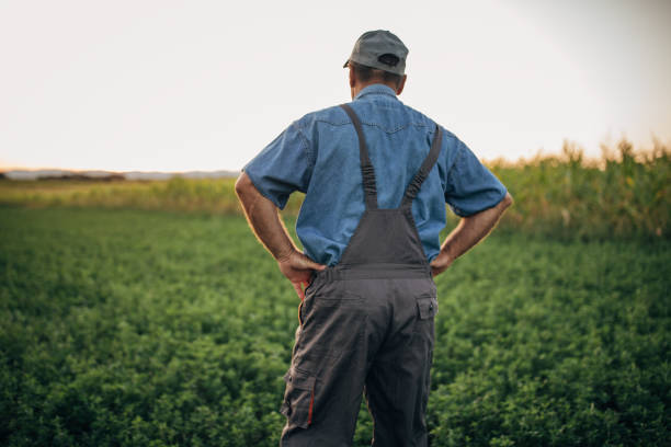 istock One old farmer standing in the filed 1200939233