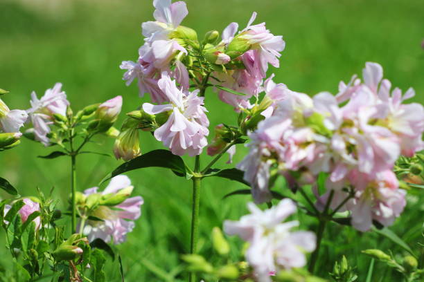 soapwort white flowers in summer garden. Common soapwort, bouncing-bet, crow soap, wild sweet William plant. soapwort white flowers in summer garden. Common soapwort, bouncing-bet, crow soap, wild sweet William plant. common soapwort saponaria officinalis stock pictures, royalty-free photos & images