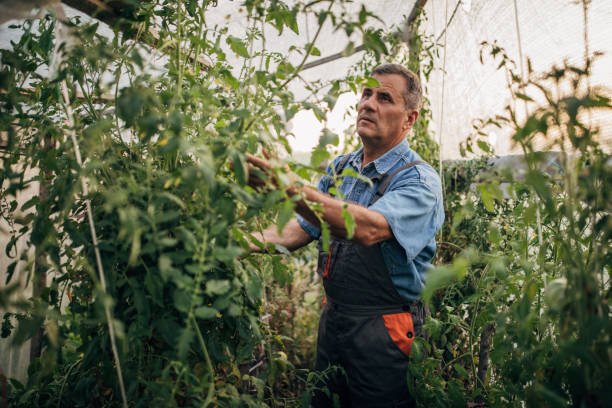 istock Farmer working in the tomato garden 1200939384