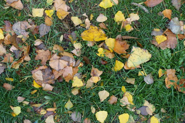 istock Wet fallen leaves on greenery from above 1200939638