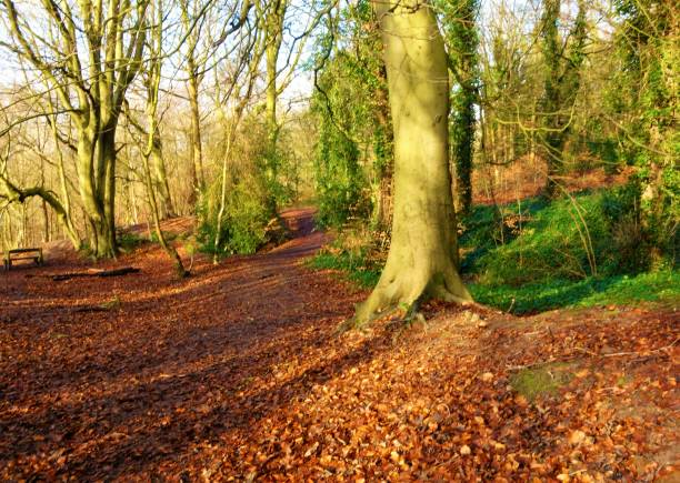 istock Winter Woodland. 1200939640